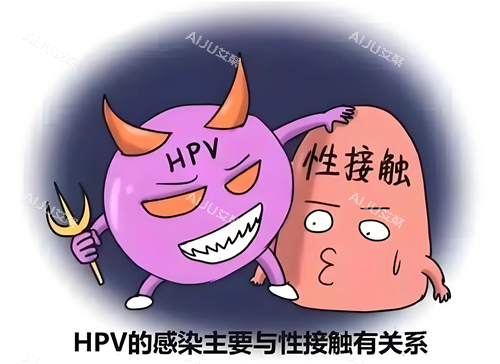 HPV病毒感染途径.webp