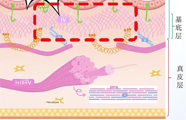 一型胶原蛋白和三型区别在哪 一型胶原蛋白和三型区别在哪