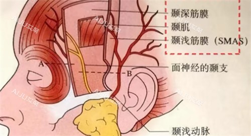 耳部构造示意图