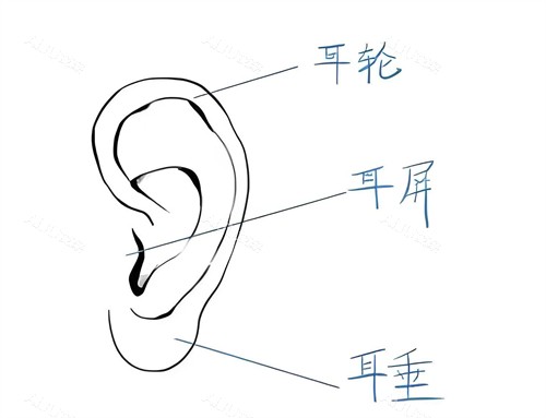 耳朵 耳朵