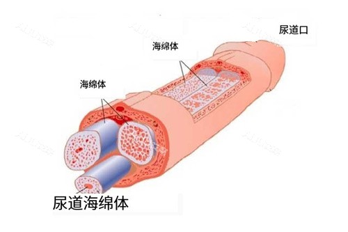 男性海绵体位置图