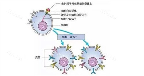 生长因子分子结构示意图 生长因子分子结构示意图