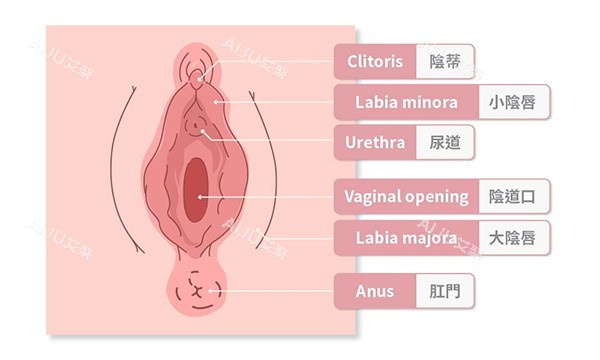 女性私密处介绍图片
