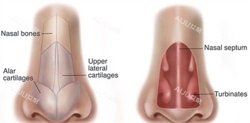 鼻部整形动画图