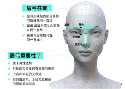 眉弓位置介绍 眉弓位置介绍