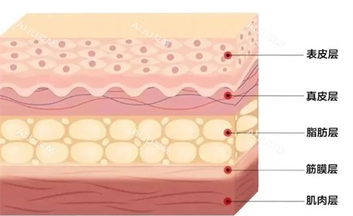抗衰肌肤层次详解 抗衰肌肤层次详解