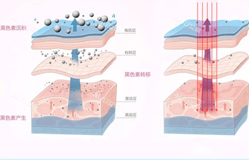 皮肤美白内部作用层次示意图 皮肤美白内部作用层次示意图