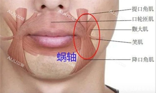 口周组织展示图