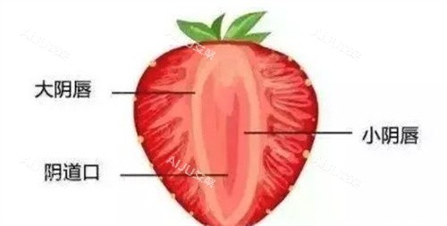大阴唇、小阴唇怎么区分 大阴唇、小阴唇怎么区分