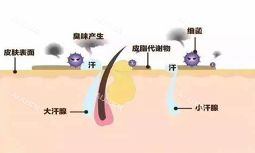 腋臭产生的内部结构