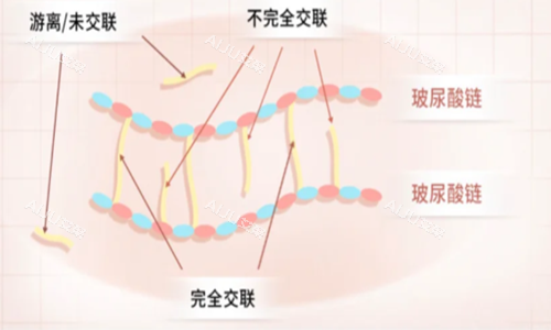 玻尿酸 交联示意图