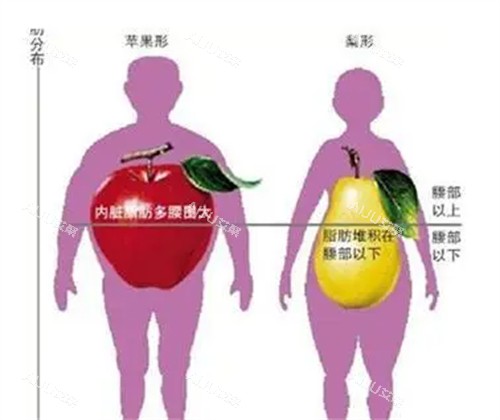 内脏脂肪大的样子 内脏脂肪大的样子