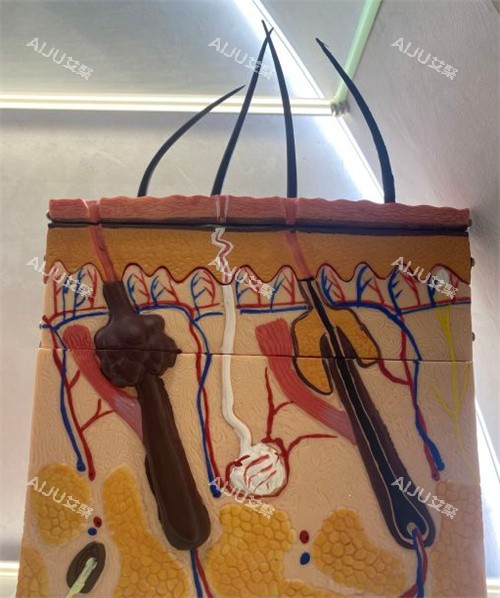 毛囊解剖面 毛囊解剖面