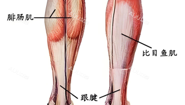 小腿肌肉