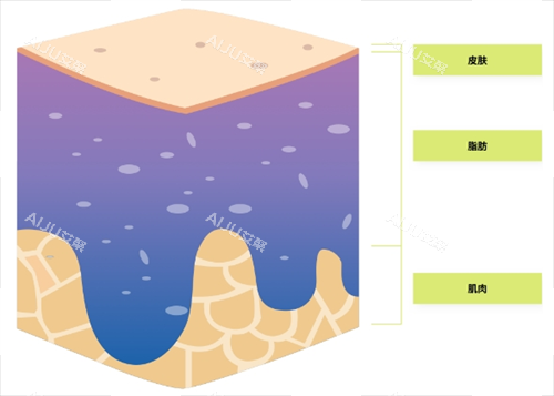 皮肤结构素材 皮肤结构素材
