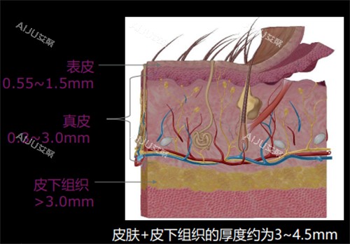 皮肤不同层次厚度图解