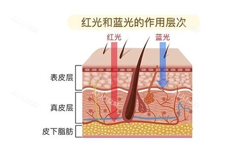 红蓝光作用层次