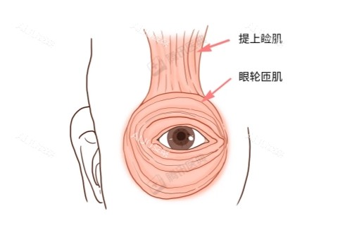 眼轮匝肌卡通图