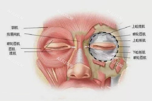 沈阳刘金超眼部组织构造图 沈阳刘金超眼部组织构造图