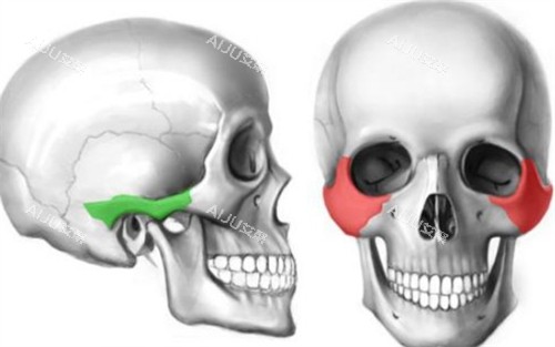 颧弓颧骨所在位置 颧弓颧骨所在位置