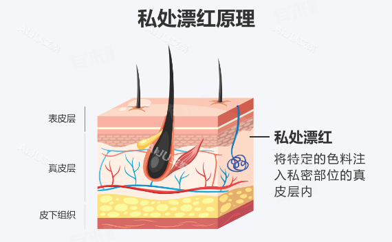 阴唇漂红原理