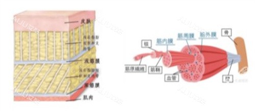 成都刘黎明筋膜提升是什么
