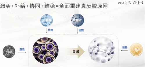 西泽尔童颜双子瓶成分