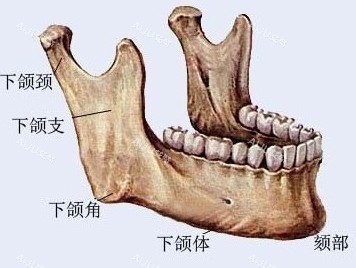 下颌角部位解剖图
